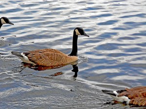 Canada Geese  web