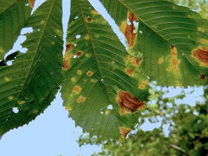 Logenberry Tree Leaves web.