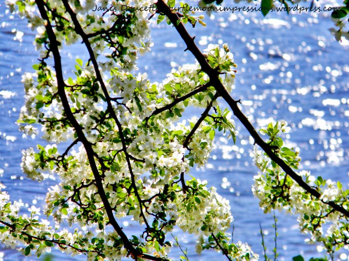 Blossoms On The Lake.wm