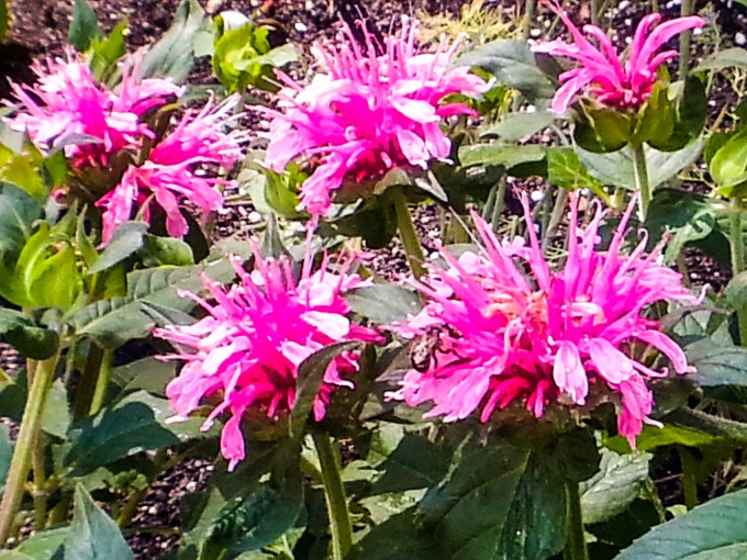 , Bee Balm, Bergomot