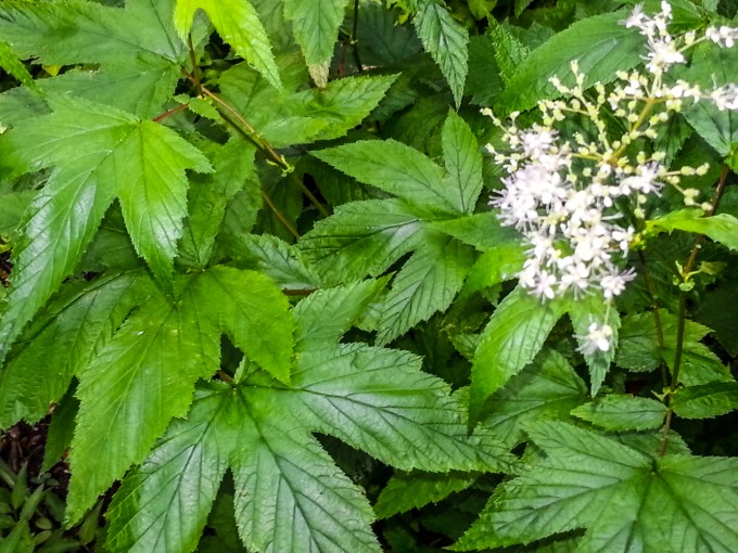 tiarella cordifolia