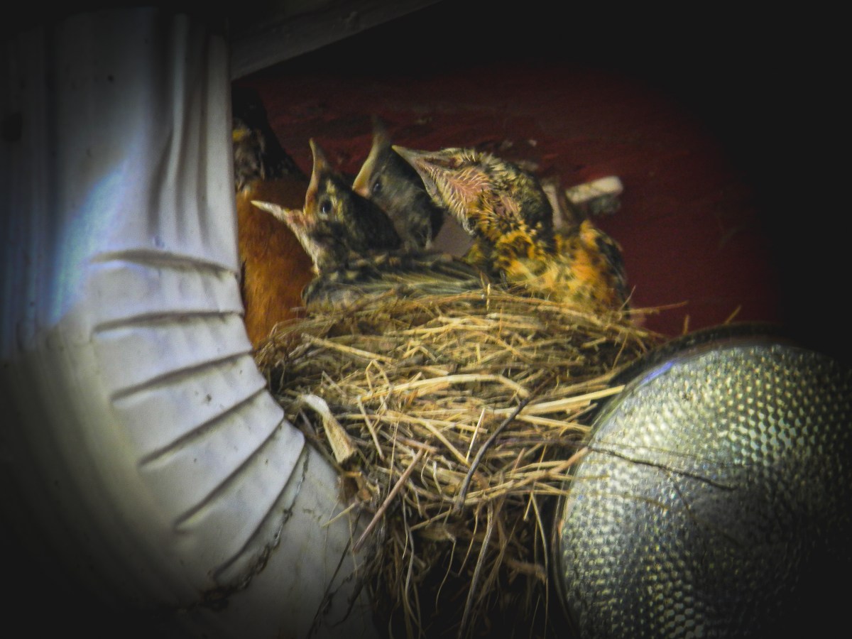 A Tale of Three&nbsp;Hatchlings